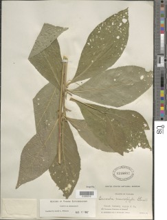 Bernardia macrophylla image