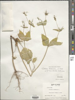Croton hirtus image