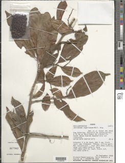 Antidesma vogelianum image