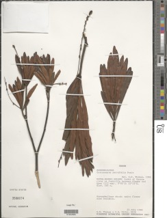 Crotonogyne parvifolia image