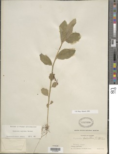 Caperonia neglecta image