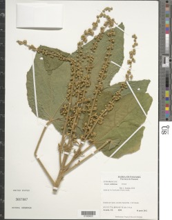 Croton smithianus image