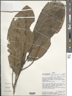 Protomegabaria stapfiana image