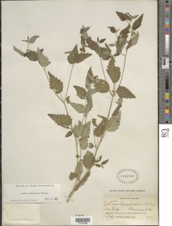 Croton trinitatis image