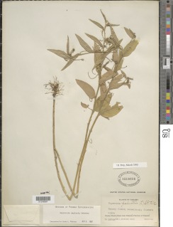 Image of Caperonia neglecta