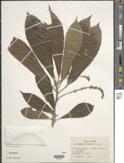 Crotonogyne caterviflora image