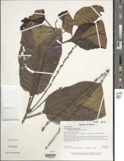 Crotonogyne zenkeri image