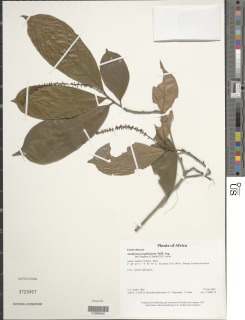 Antidesma vogelianum image
