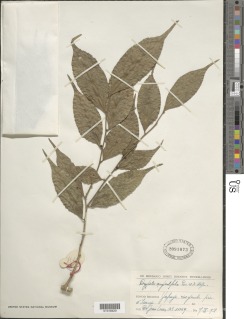 Drypetes angustifolia image