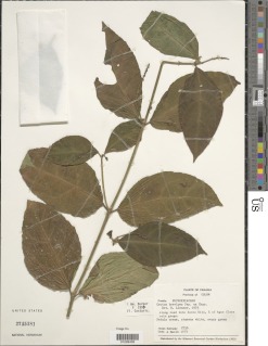 Image of Croton brevipes