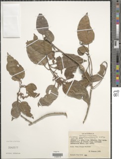 Croton guatemalensis image