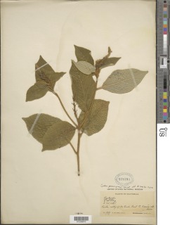Croton peraeruginosus image