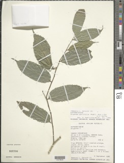 Drypetes parvifolia image