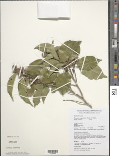 Image of Drypetes angustifolia