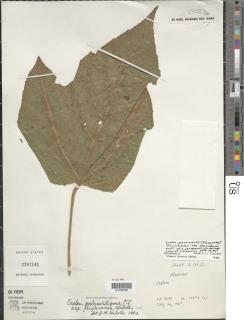 Croton palanostigma image