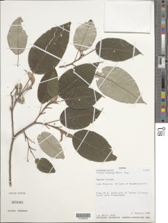 Croton mubango image