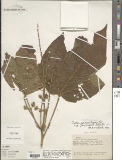 Image of Croton palanostigma