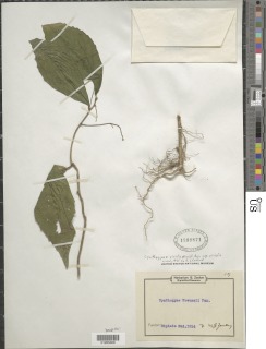 Thecacoris viridis image