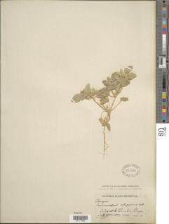 Croton setiger image
