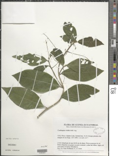 Thecacoris viridis image