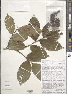 Cleistanthus caudatus image
