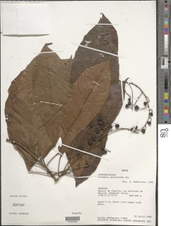 Grossera paniculata image