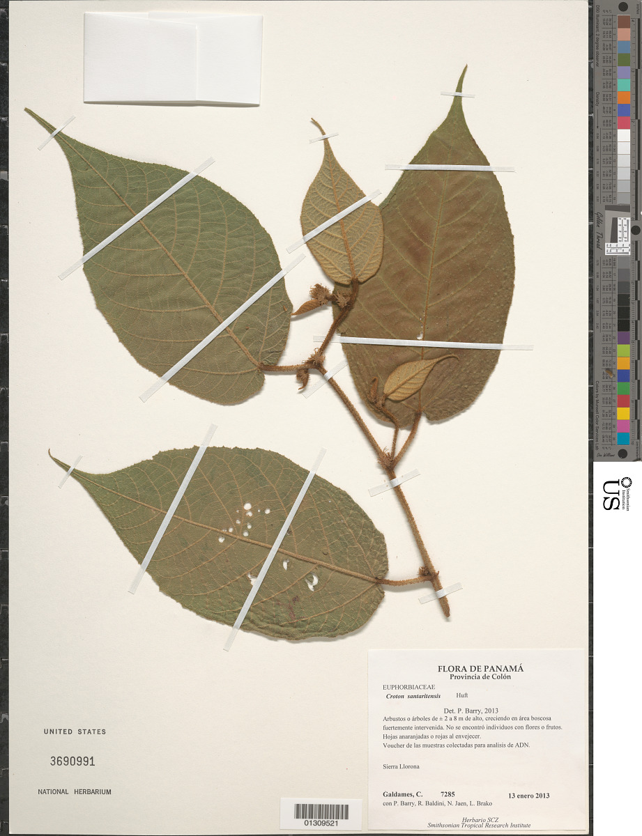 Croton santaritensis image