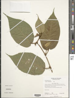 Image of Croton santaritensis