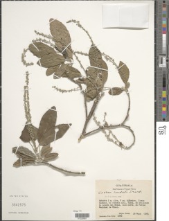 Croton oerstedianus image