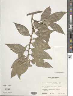 Image of Drypetes lateriflora