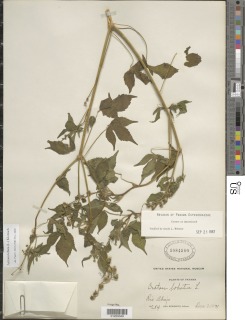 Image of Croton lobatus