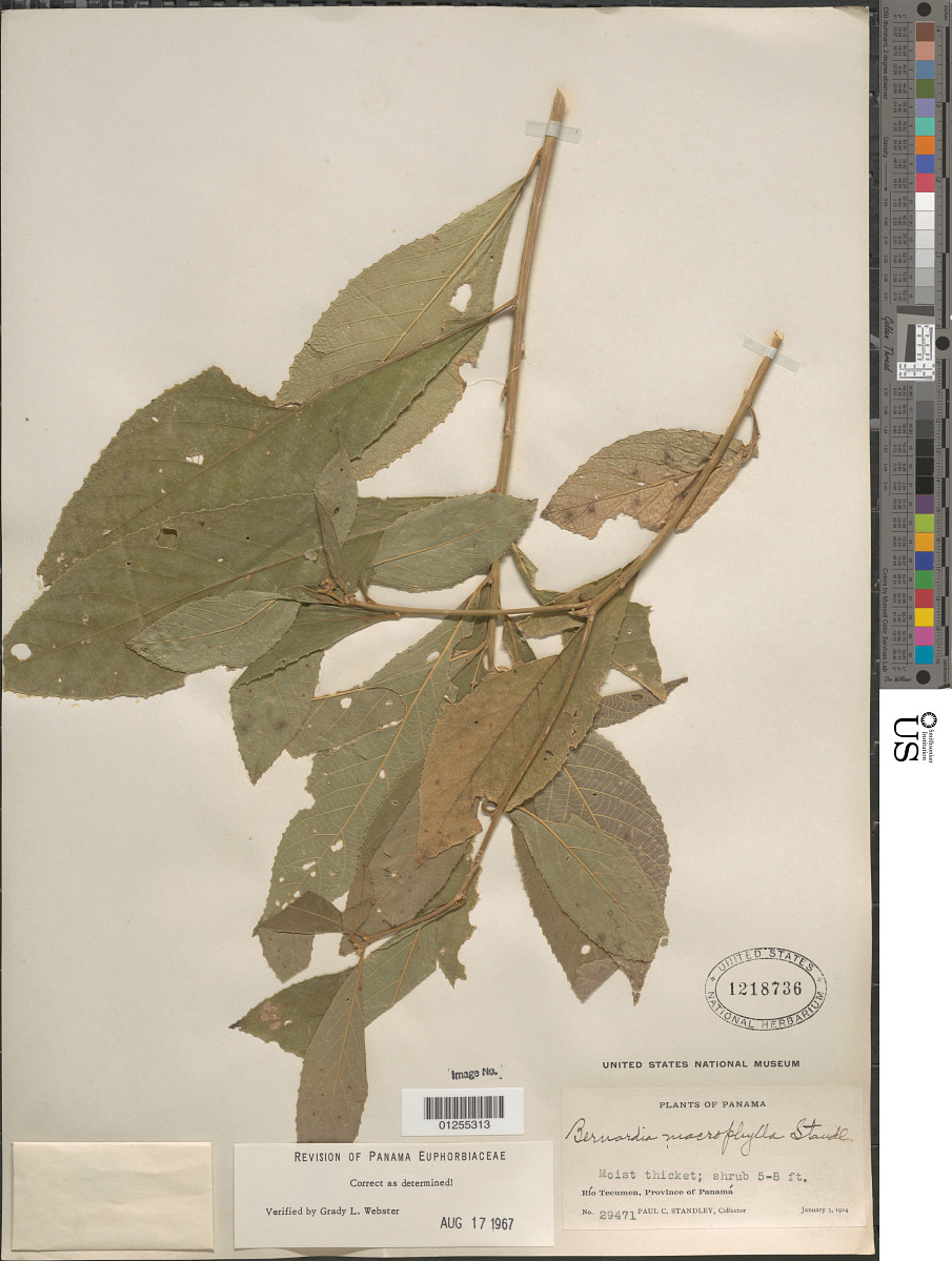 Bernardia macrophylla image
