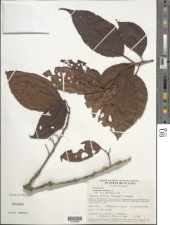 Alchornea latifolia image