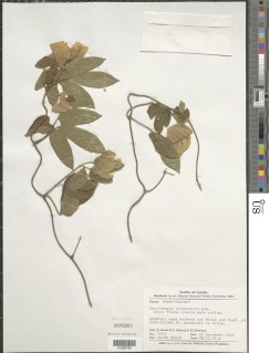 Dalechampia tiliifolia image