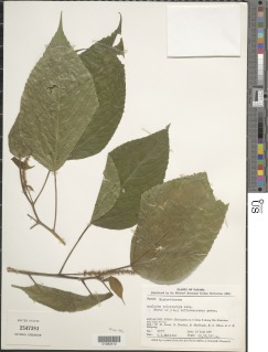 Image of Acalypha polystachya