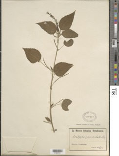 Image of Acalypha racemosa
