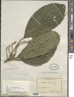 Mareyopsis longifolia image