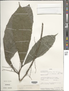 Mareyopsis longifolia image