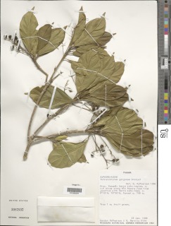 Tetrorchidium gorgonae image