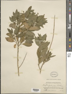 Clutia abyssinica var. pedicellaris image