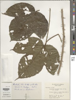 Macaranga triloba image
