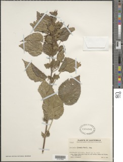 Acalypha firmula image