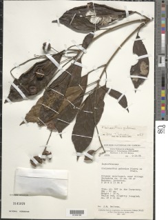 Klaineanthus gaboniae image