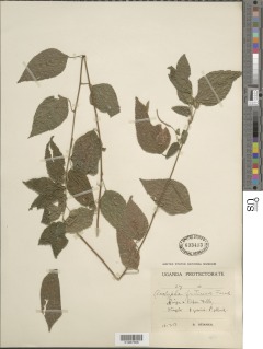 Acalypha fruticosa image