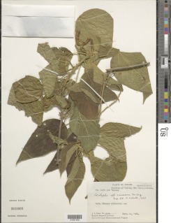 Image of Acalypha caucana