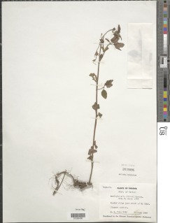 Acalypha poiretii image