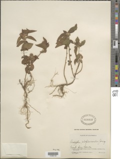 Acalypha aristata image