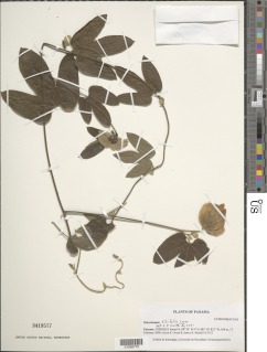 Dalechampia tiliifolia image