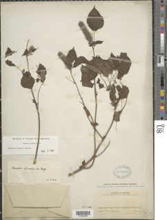 Image of Acalypha alopecuroidea