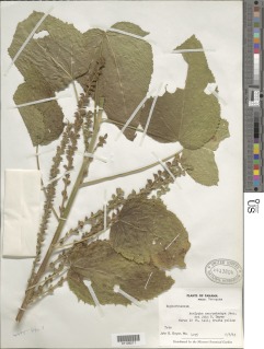 Acalypha macrostachya image